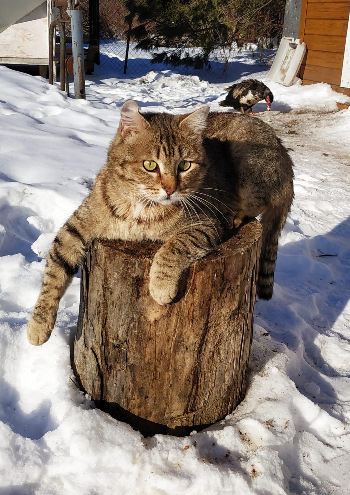 Фото В снегу и за рулем: в Новосибирске опубликовано свыше 50 фото милых питомцев к Дню кошек 6 - Сиб.ФМ Фото В снегу и за рулем: в Новосибирске опубликовано свыше 50 фото милых питомцев к Дню кошек 6
